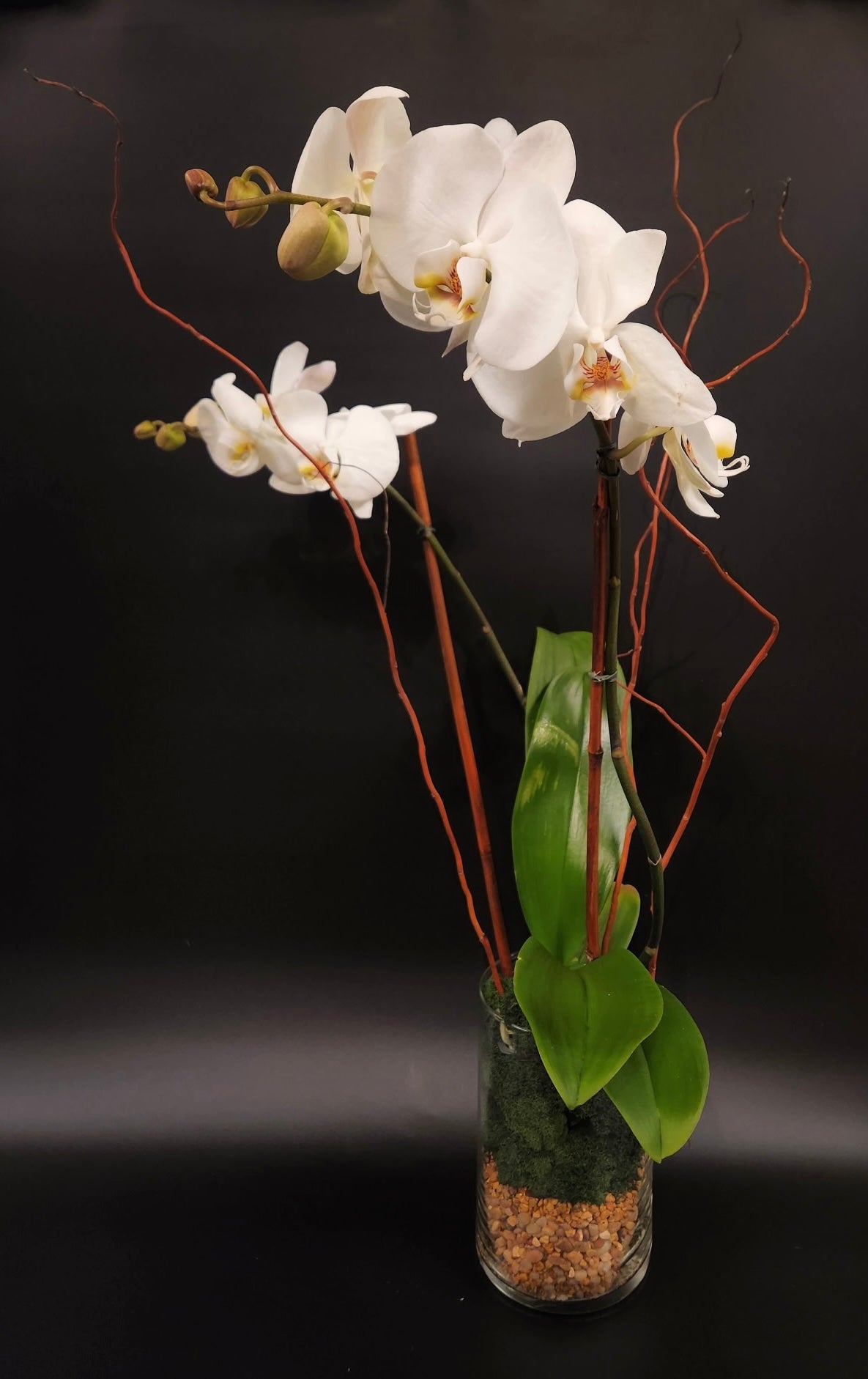 Phalaenopsis Orchid
