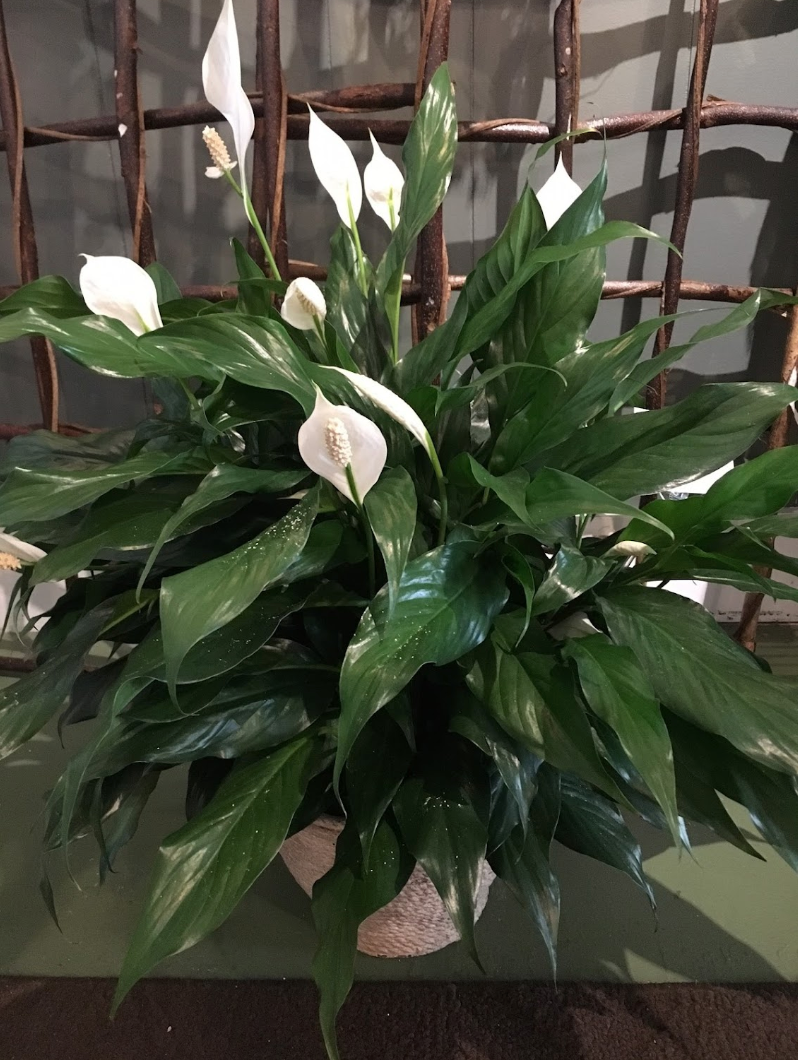 Peace Lily