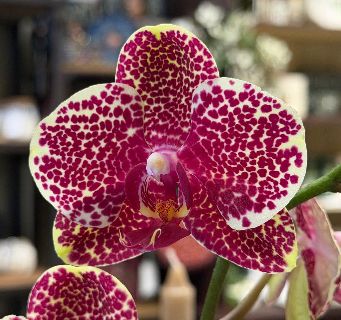 Phalaenopsis Orchid