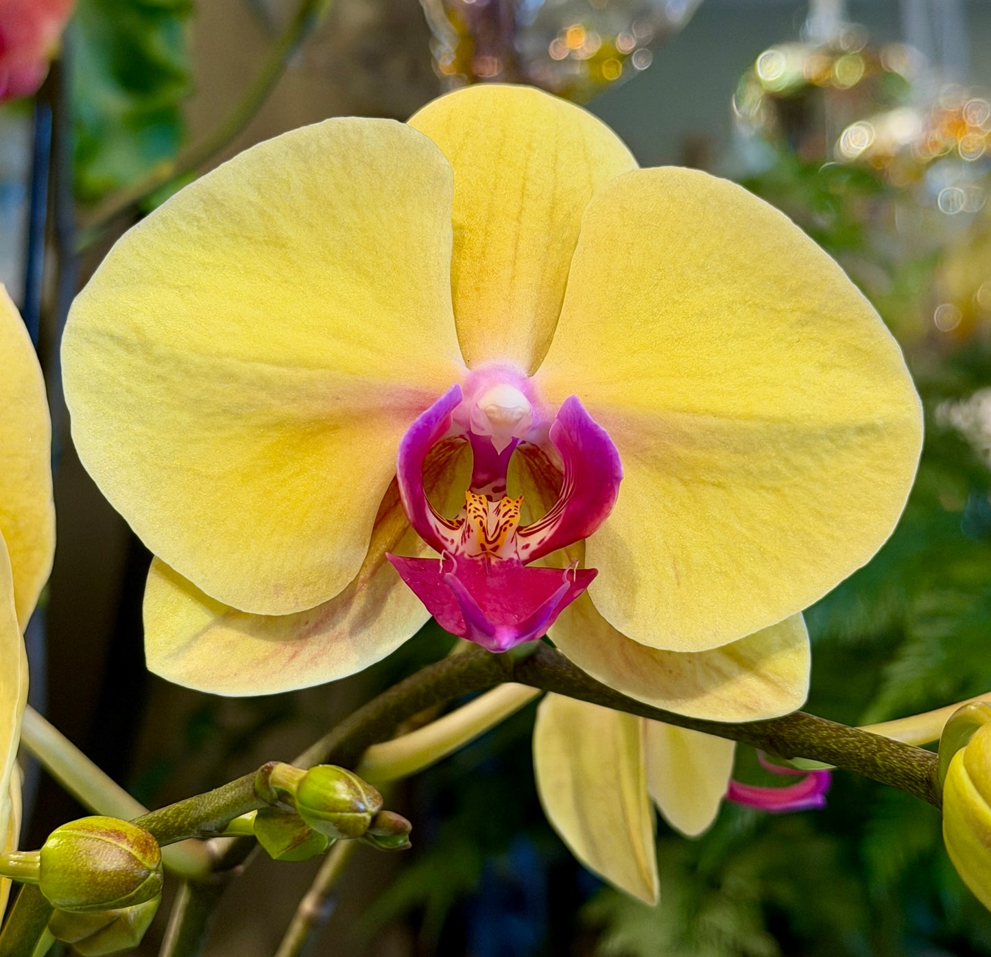 Phalaenopsis Orchid