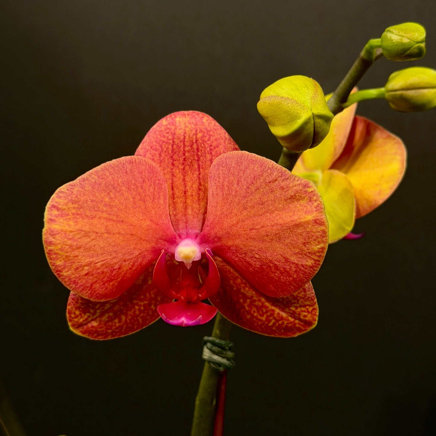 Phalaenopsis Orchid
