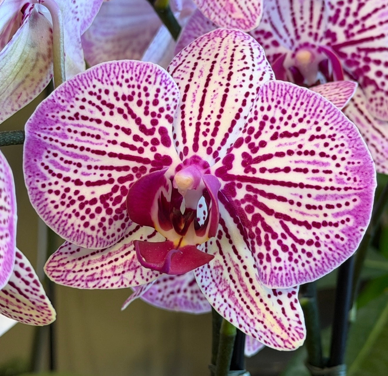 Phalaenopsis Orchid