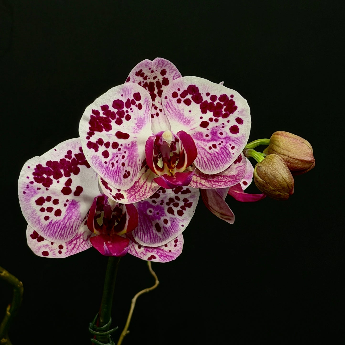 Phalaenopsis Orchid