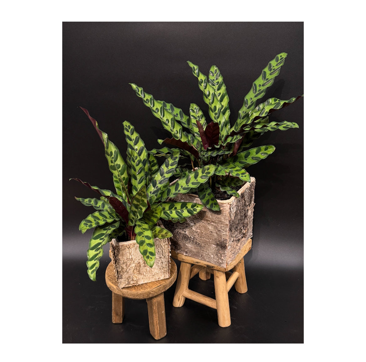 Rattlesnake Calathea