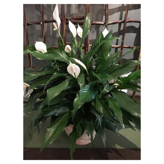 Peace Lily
