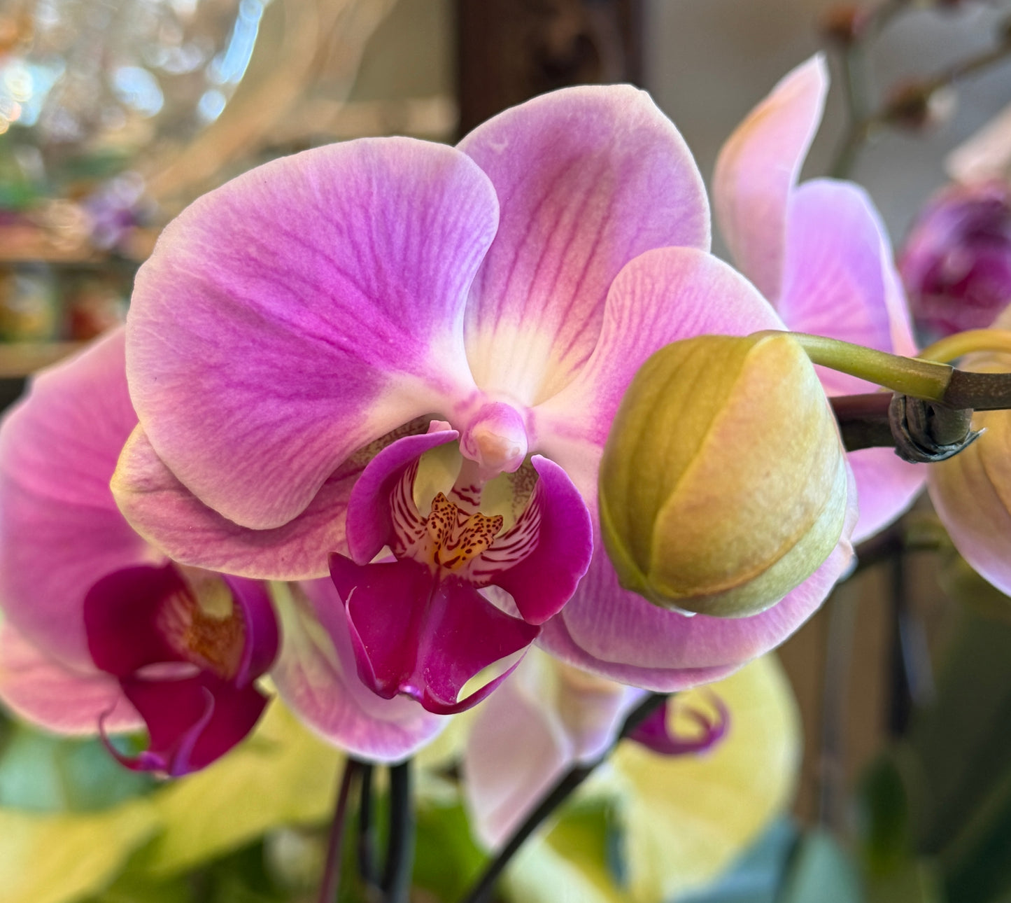 Phalaenopsis Orchid