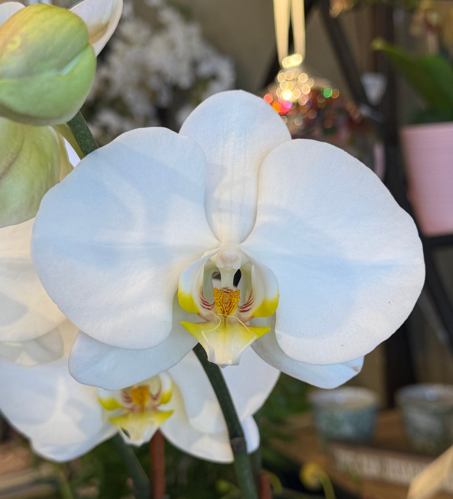 Phalaenopsis Orchid