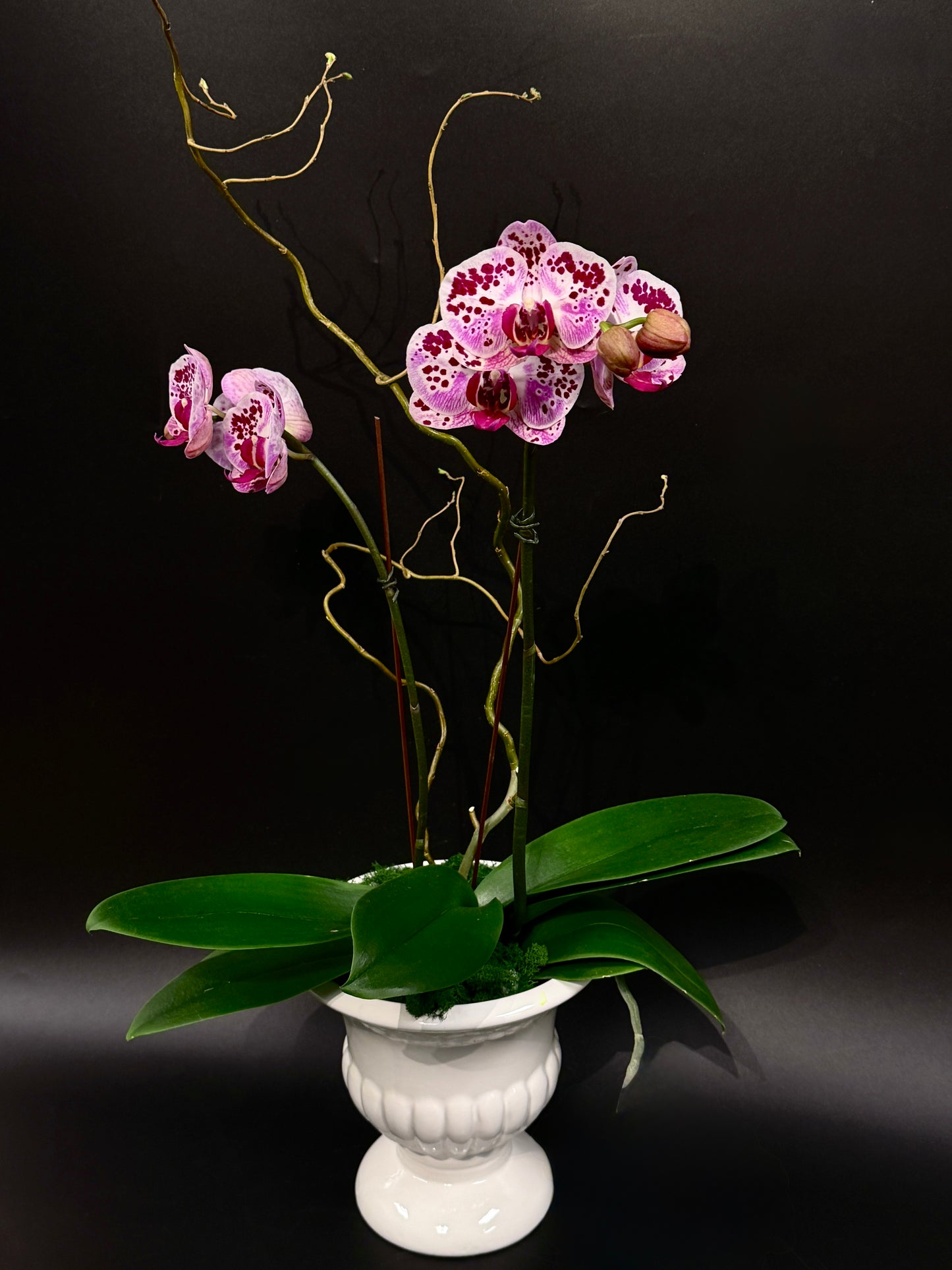 Phalaenopsis Orchid