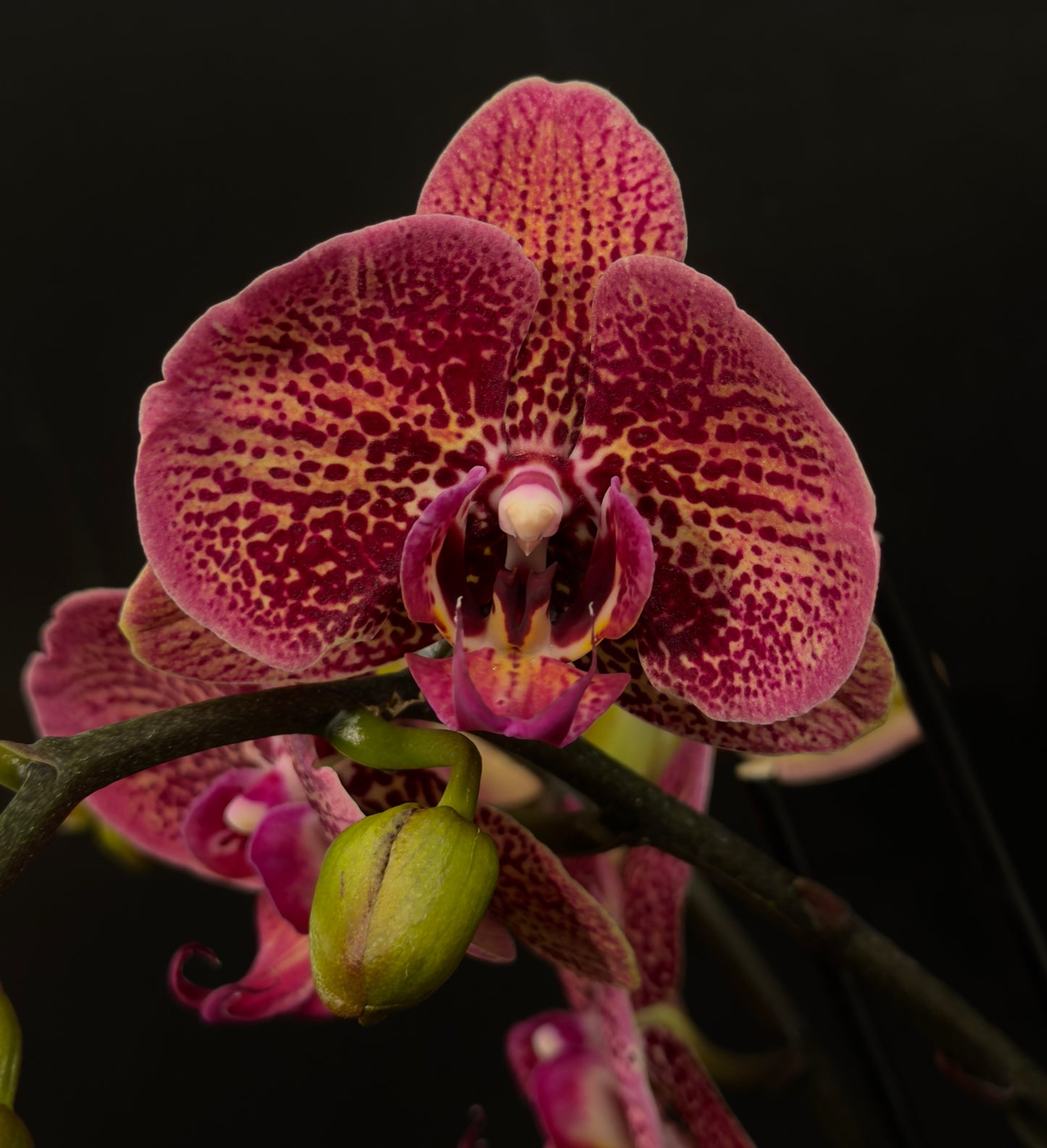 Phalaenopsis Orchid