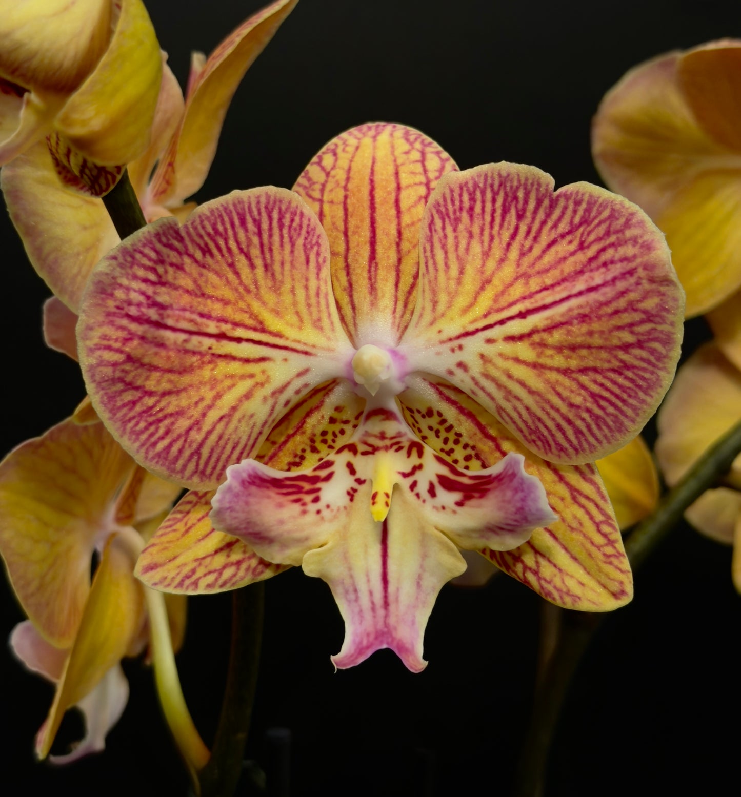 Phalaenopsis Orchid