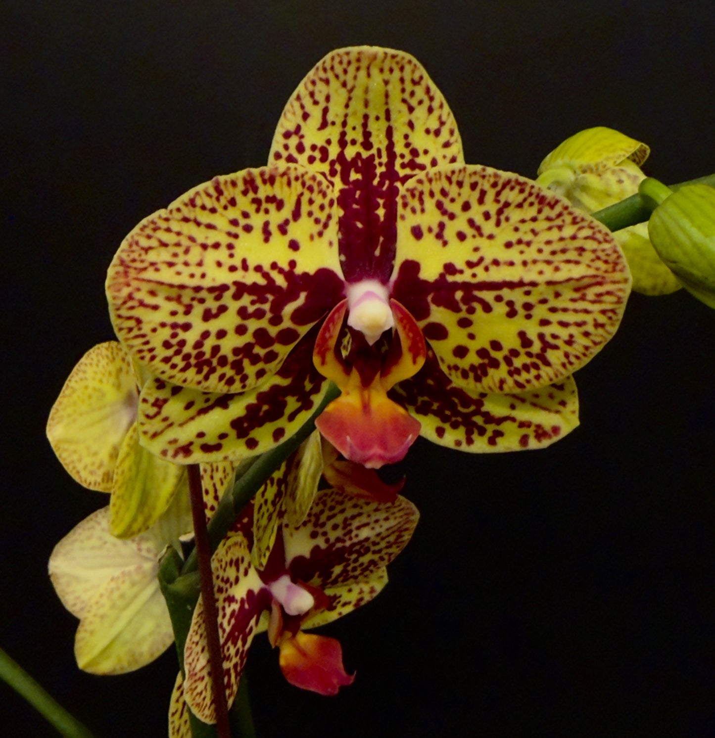 Phalaenopsis Orchid