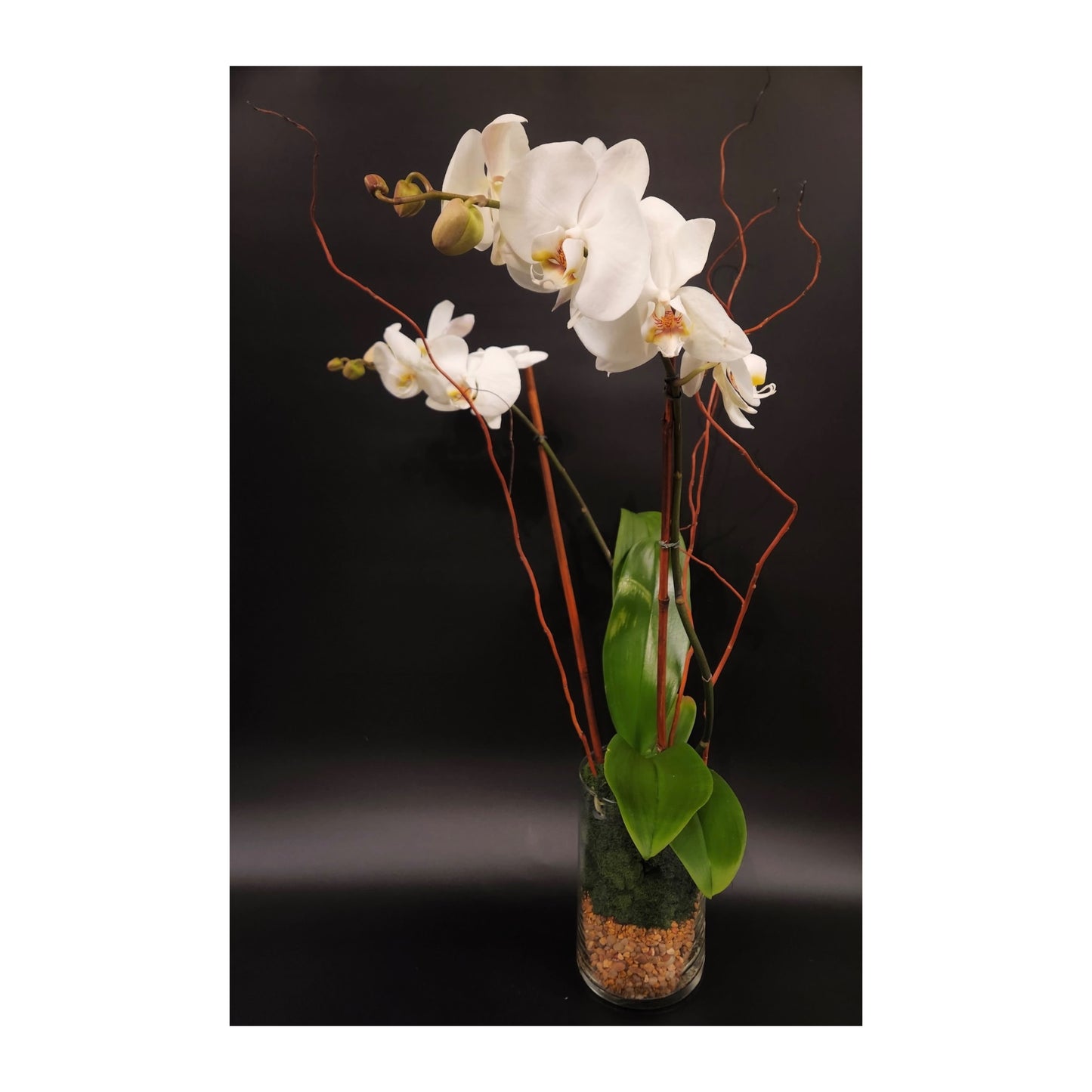 Phalaenopsis Orchid