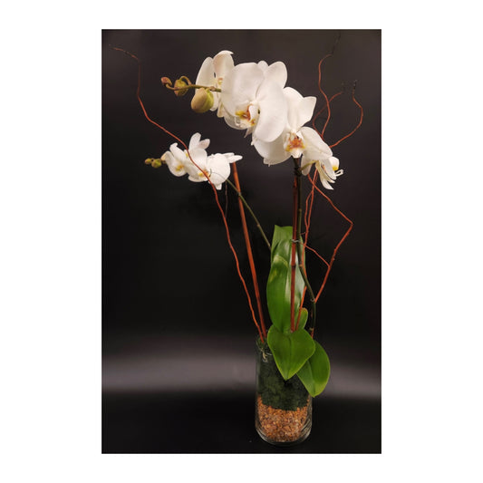 Phalaenopsis Orchid
