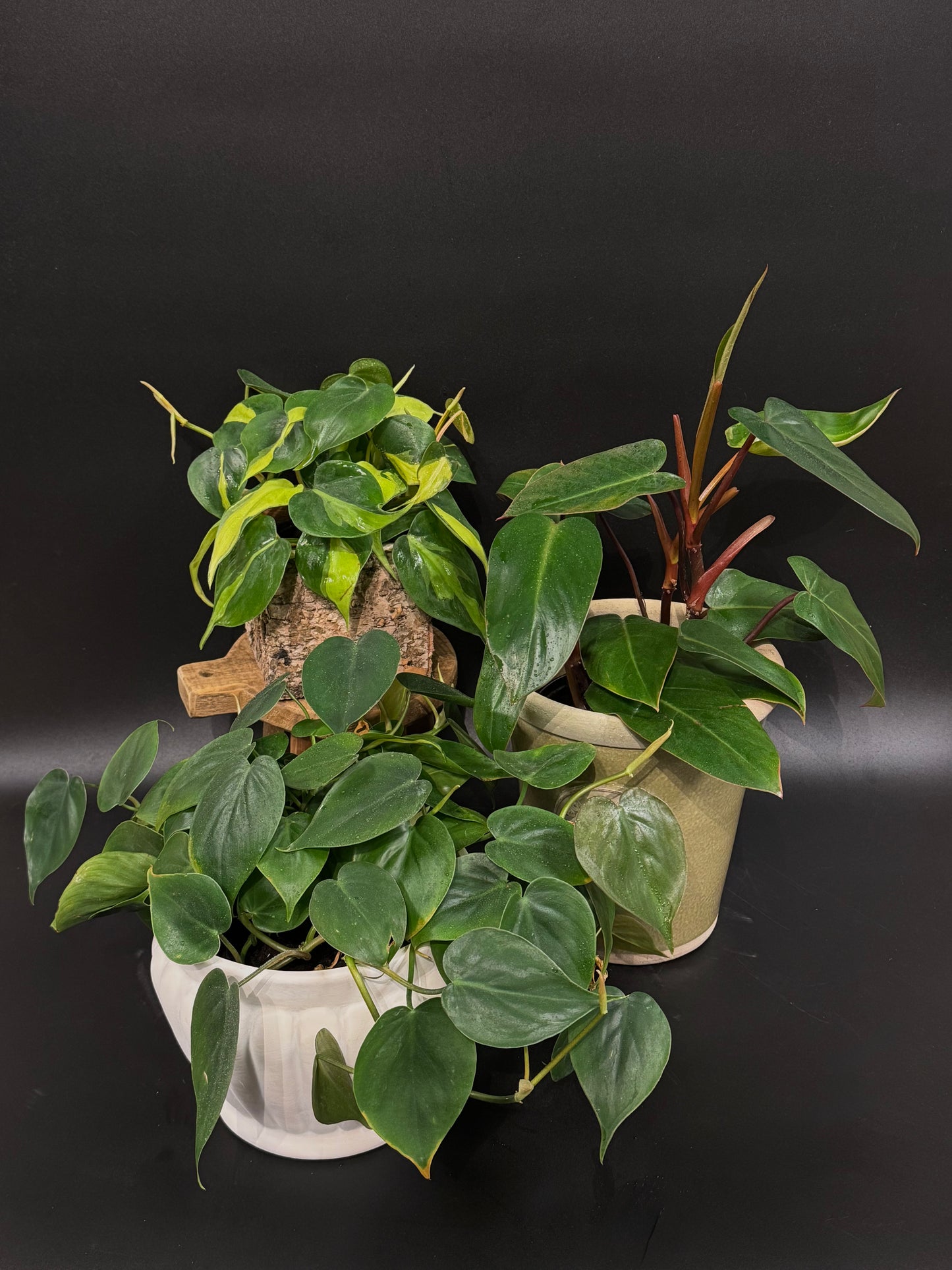 Philodendron