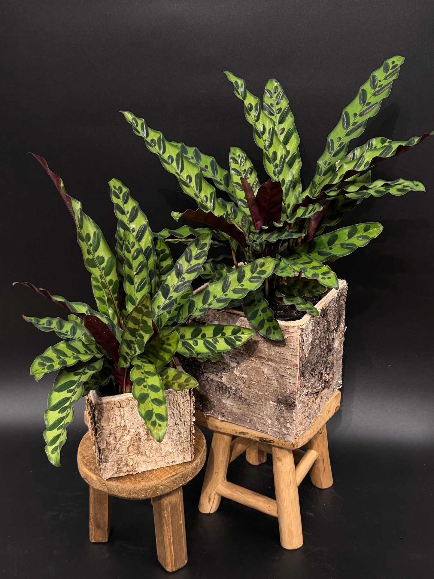Rattlesnake Calathea