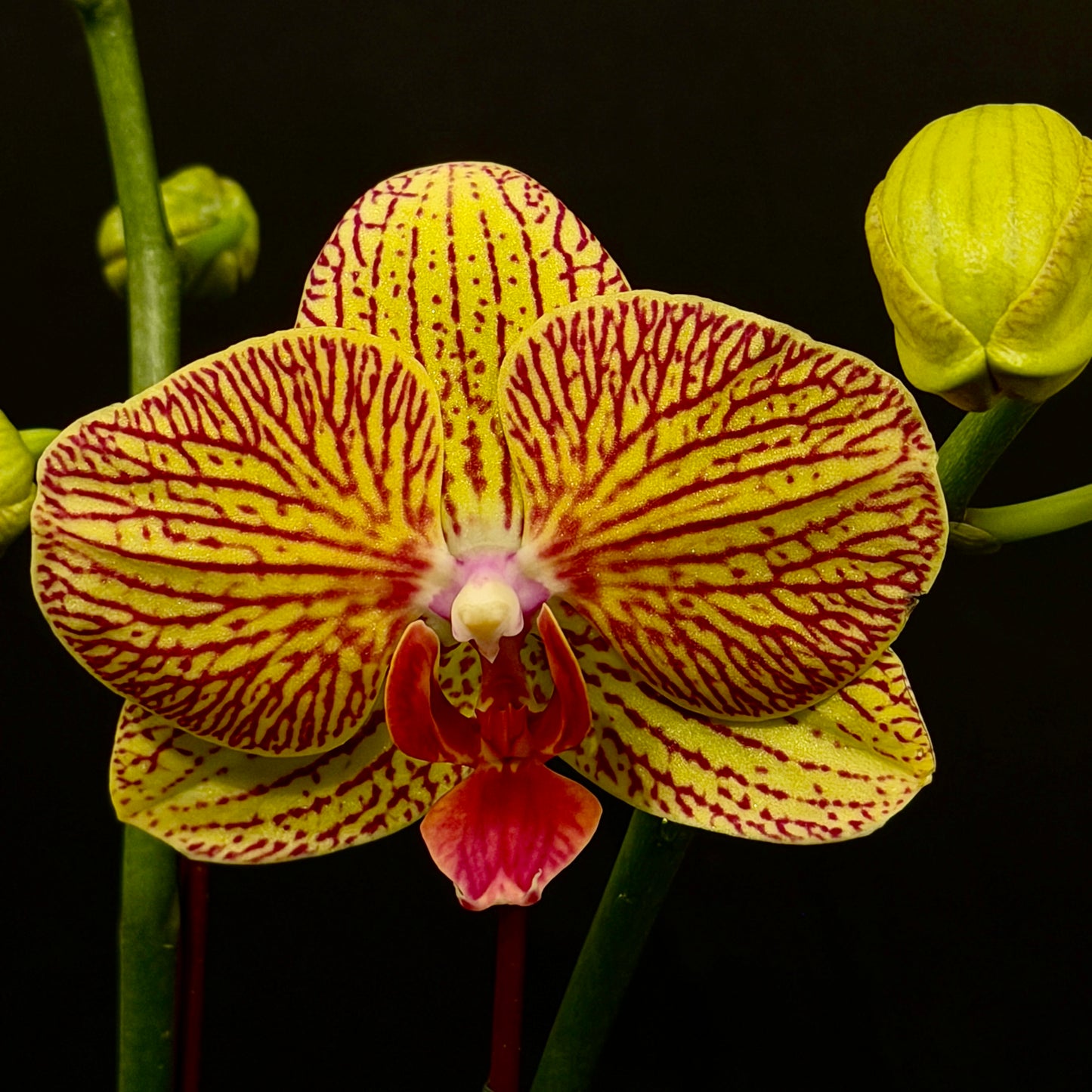 Phalaenopsis Orchid